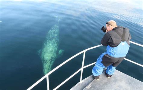 Alaska Shark Free Diving And Scuba Diving Trips4trade