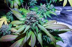 Unleash The Grease Monkey Within Get Expert Car Care Close To Home