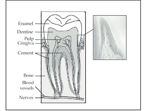 Dental Anatomy And Histology Of The Critical Area Through Which Oral