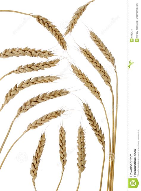 Set Wheat Stock Photo Image Of Rural Harvesting Close 6082178
