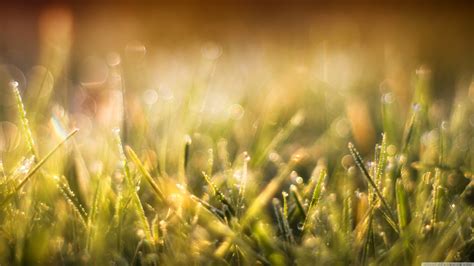 Blurred Grass Ultra Hd Desktop Background Wallpaper For Multi Display