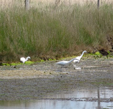 Mersea Wildlife Rewsalls Marshes