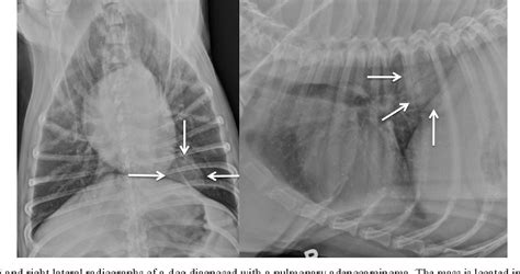 Radiographic Characterization Of Primary Lung Tumors In 74 Dogs