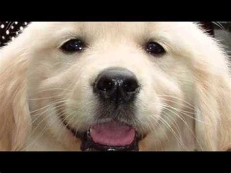 Come romp and play all. Dog sound effect woof - YouTube