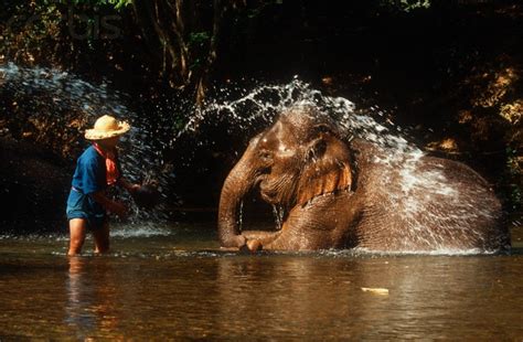 washing elephants in thailand jetsettercurator thailand elephants elephant indian elephant