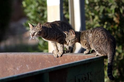 Sweet Florida College To Give Feral Cats Their Own Dorms Catster