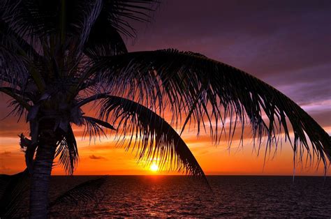 Wallpaper Palm Tree Near Body Of Water During Sunset Background