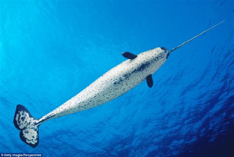 Looking For Narwhal In The Depths Of The Arctic Daily Mail Online