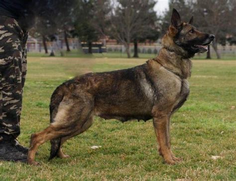 Akc Working Line German Shepherd Puppies For Sale In Hayward