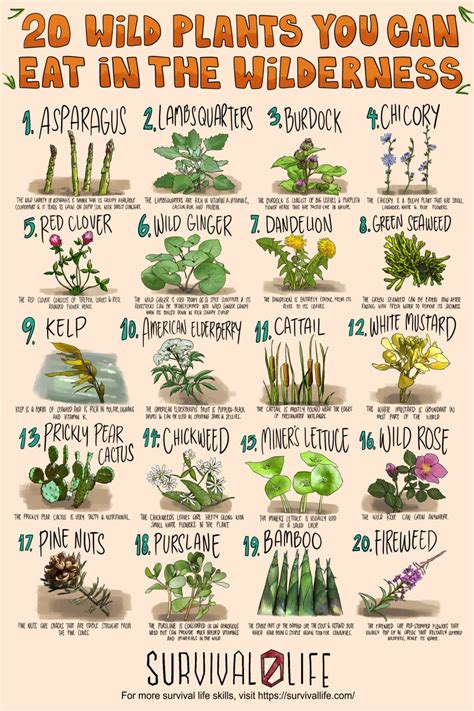 20 Edible Wild Plants You Can Forage For Survival In 2021 Edible Wild