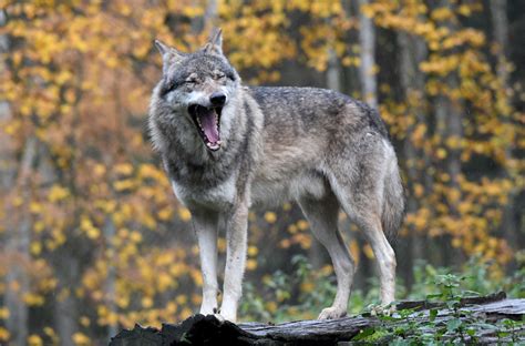 Steigende Zahl in Deutschland: Sind zu viele Wölfe gefährlich für
