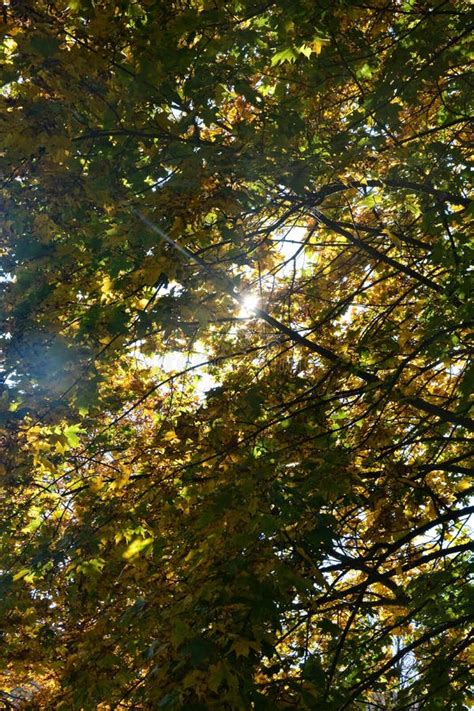 Autumn Leaves On Tree Tops With Sky And Sun Beams Stock Image Image