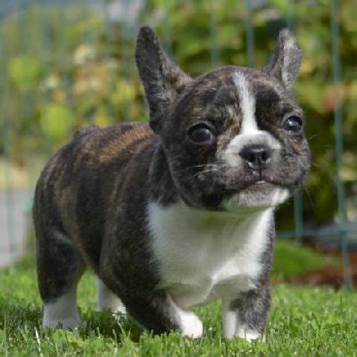 There are many french bulldogs that. Toy French Bulldog Full Grown | Wow Blog