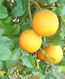Lemonade - Semi Dwarf - Perth, WA - Online Garden Centre