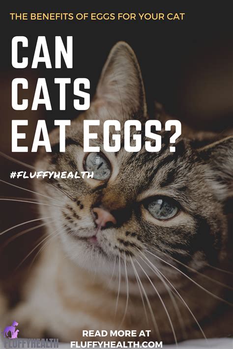 The Many Benefits Of Ehg For Your Cat Hyaenidae