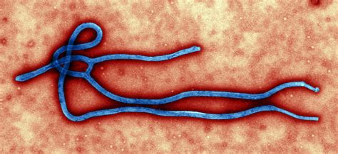 There have also been speculations that bacha bazi even led to the murder of one us soldier. Ebola legacy: hostility & exclusion stalk survivors in ...