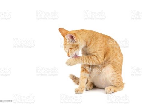 Portrait Of Little Ginger Tabby Cat Sitting And Licking The Hair Of The