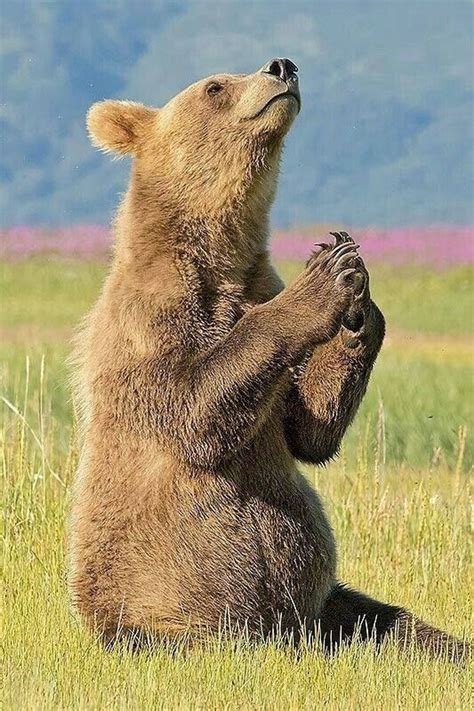 Bear Prayers In 2020 Cute Animals Animals Beautiful Baby Animals