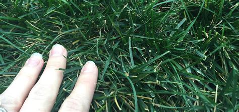 Does Grass Seed Have A Sell By Date - What To Do With Old Grass Seed