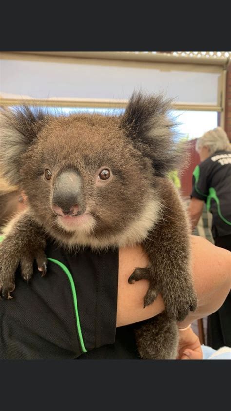 Pin By H Martin On Koalas Cute Animals Super Cute Animals Cute Koalas
