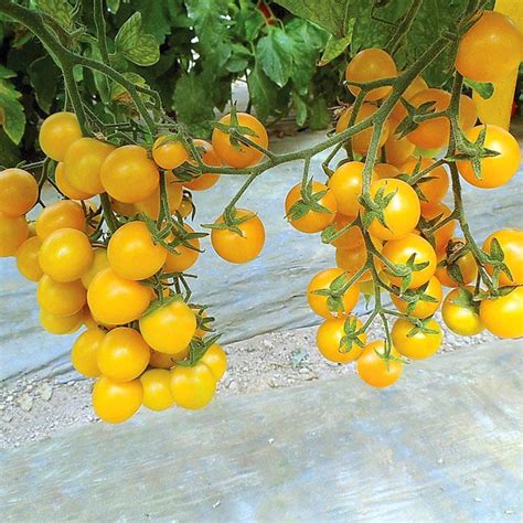 Zz Plant Esterina Yellow Cherry Tomato Mad Farmers Collective