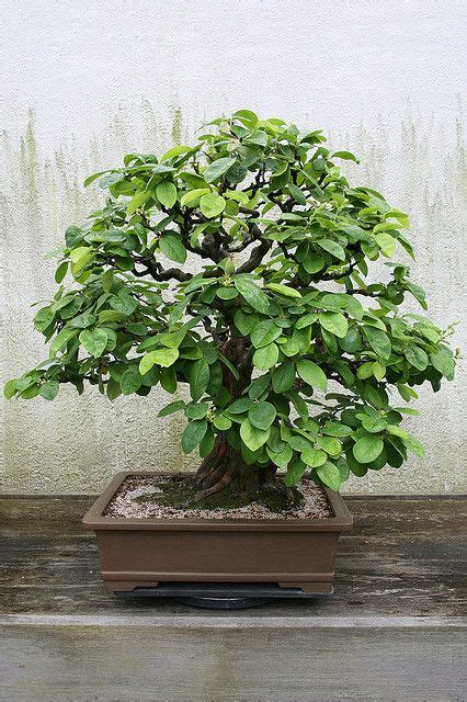 Chinese Quince Pseudocydonia Sinensis Bonsai Garden Bonsai Tree