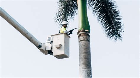 Palm Care Water Fertilization Pruning YouTube
