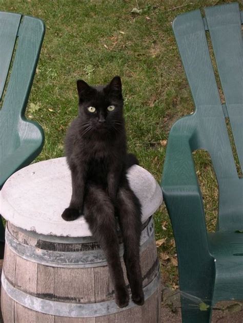 These Cats Have Decided Its Time To Sit Like Humans 15 Photos I