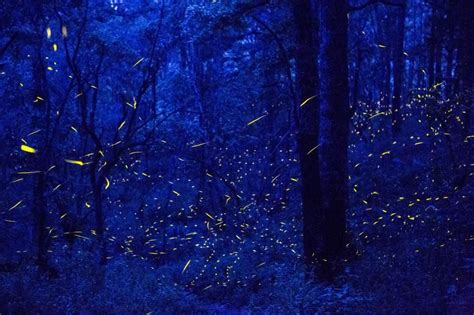 How Fireflies Are Keeping This Tiny Mexican Town Alive National Geographic Firefly Cool Pictures