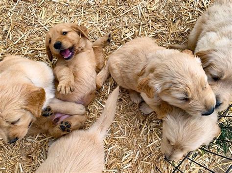 — information on adoptable dogs and upcoming. Rescued Puppy Mill Golden Retrievers Go Up For Adoption ...