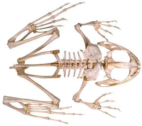 Frog Skeleton Inside Of A Frog Dk Find Out