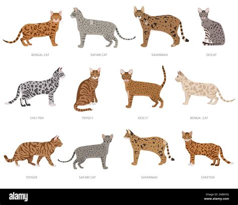 Wild Cat Type Cats Ocelot Crossbreeds Stripped Domestic Cat Breeds