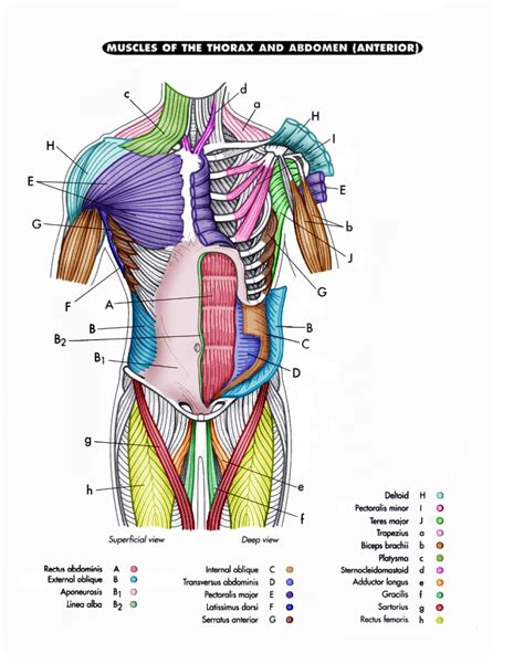 Diagram Of Major Muscles In Human Body Muscle Chart With Most
