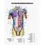 48  Wahrheiten In Chest Muscle Anatomy Diagram Note How The Basilar