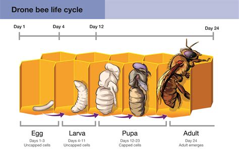 Life Cycle Honey Bee Chart Vrogue Co
