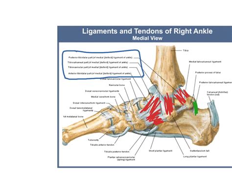 Leg Tendons And Ligaments Tendons And Ligaments Herbs And Hands