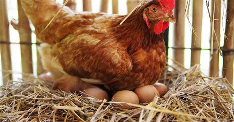 Comment les poules font des œufs