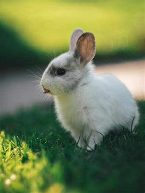 10 Smallest Rabbit Breeds In The World