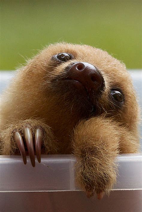 These Cuddly Orphaned Sloths Will Melt Your Heart Sloth Life Sloth Lazy