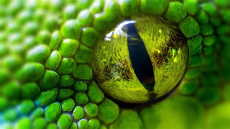 Green Snake Eye Hd Wallpaper Pxfuel