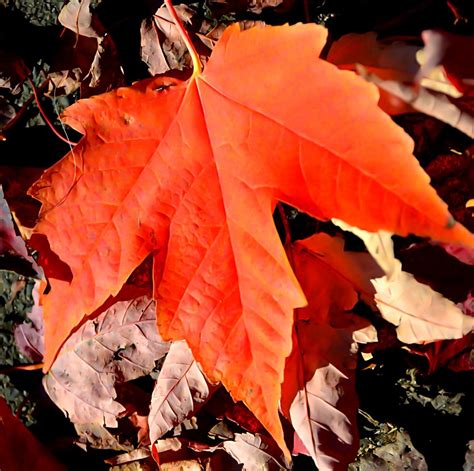 Natural Orange Beautiful Fall Autumn Beauty Autumn Leaves