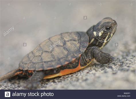 Use them in commercial designs under lifetime, perpetual & worldwide rights. Download this stock image: Baby Painted Turtle on a rock ...