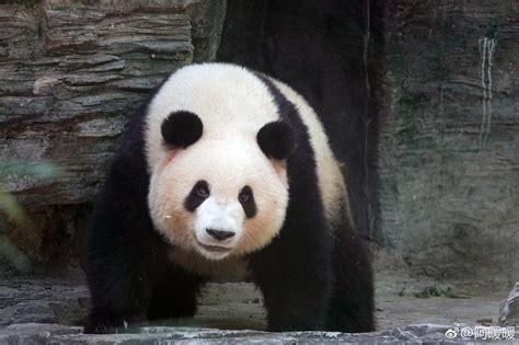 Giant Panda Meng Lan At Beijing Zoo In 2018 Panda Giant Panda Panda