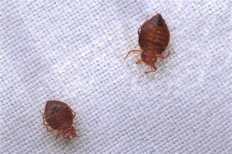 How To Get Rid Of Bed Bugs Naturally In India Bed Western
