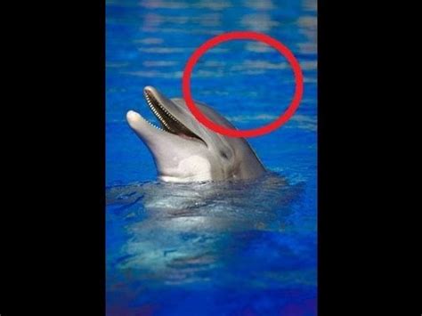 Dolphins are considered one of the most intelligent animals that exist. Bottlenose Dolphin Eats Itself To Death - YouTube
