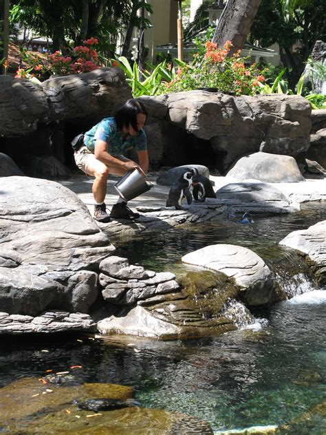 Penguin Feeding At The Hilton Hawaiian Village Hilton Hawaiian Village