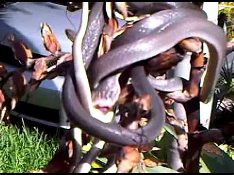 Snakes Having Sex Gp Youtube