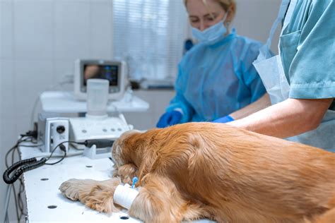 What is access control list? ACL Knee Surgery For Dogs - Veterinarian In Bend, Oregon