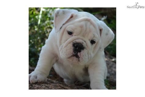 Explore 58 listings for fawn english bulldogs for sale at best prices. VIDEO: Meet Winston a Cute English Bulldog Puppy for Sale ...