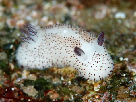The Adorable Science Behind The Sea Bunny